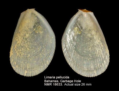 Limaria pellucida.jpg - Limaria pellucida(C.B.Adams,1848)